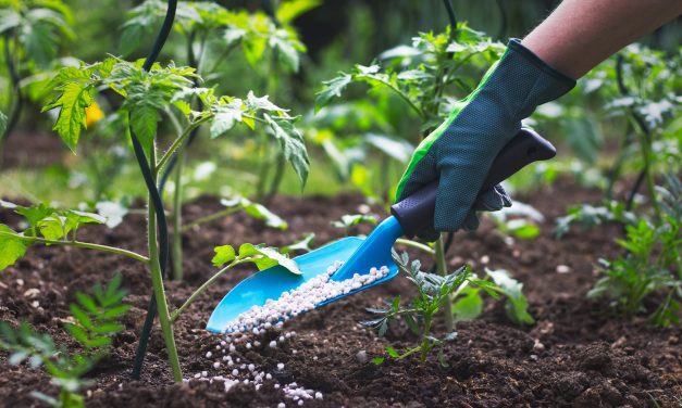 ¿Cuál es la diferencia entre fertilizantes químicos  y fertilizantes orgánicos?