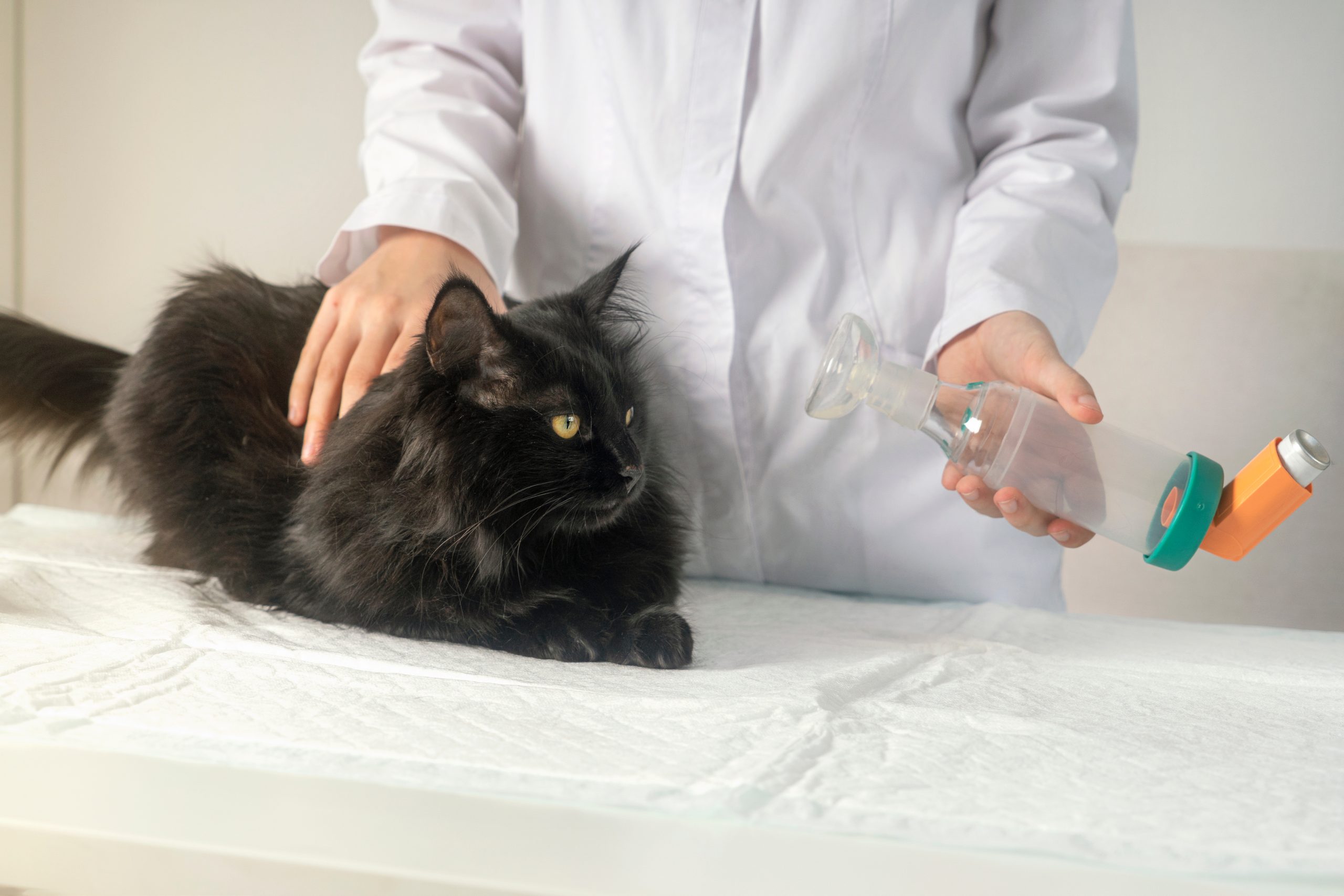 Qué es el felina? Descubra tratamientos a corto y largo plazo - Blog