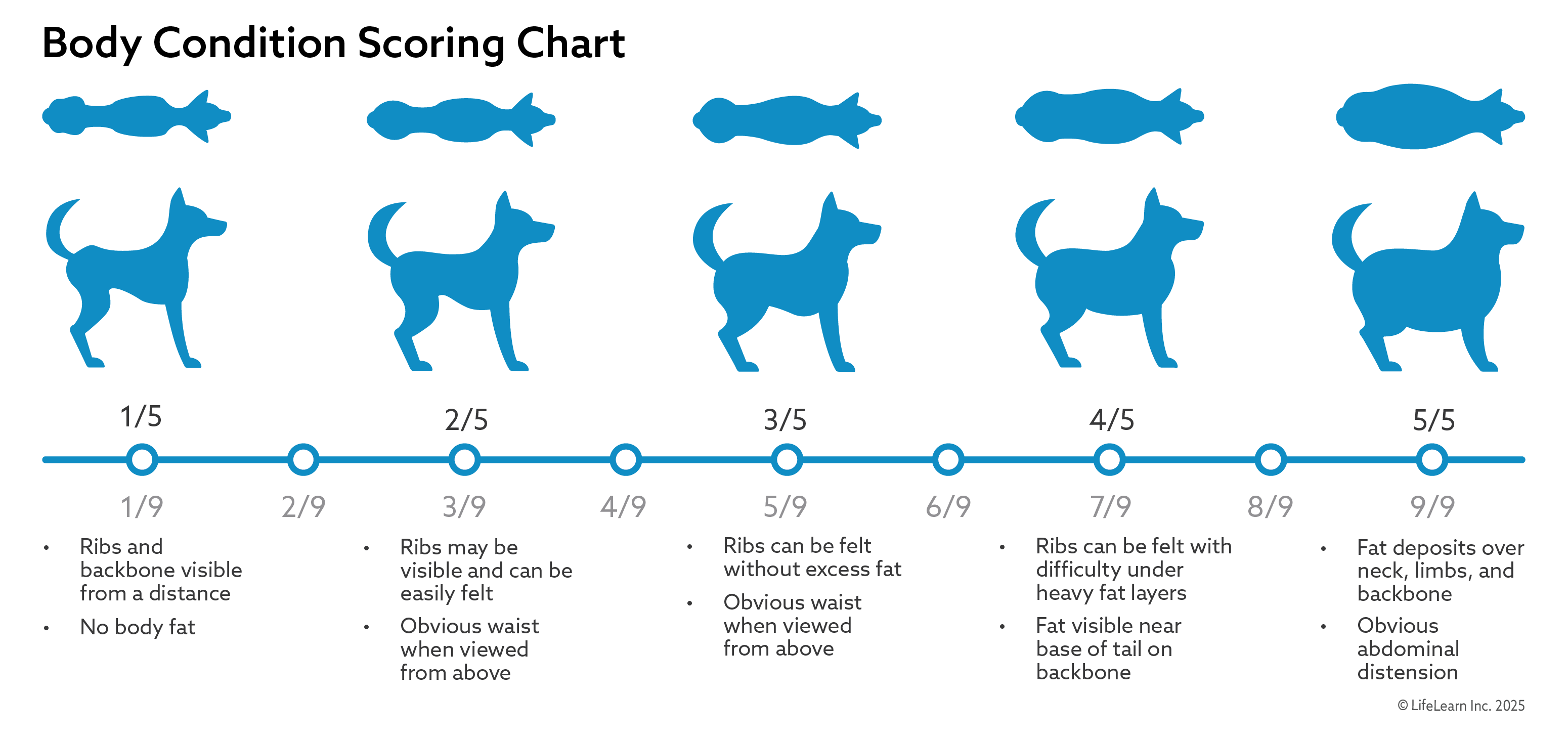 Gráfica de condición corporal en los perros
