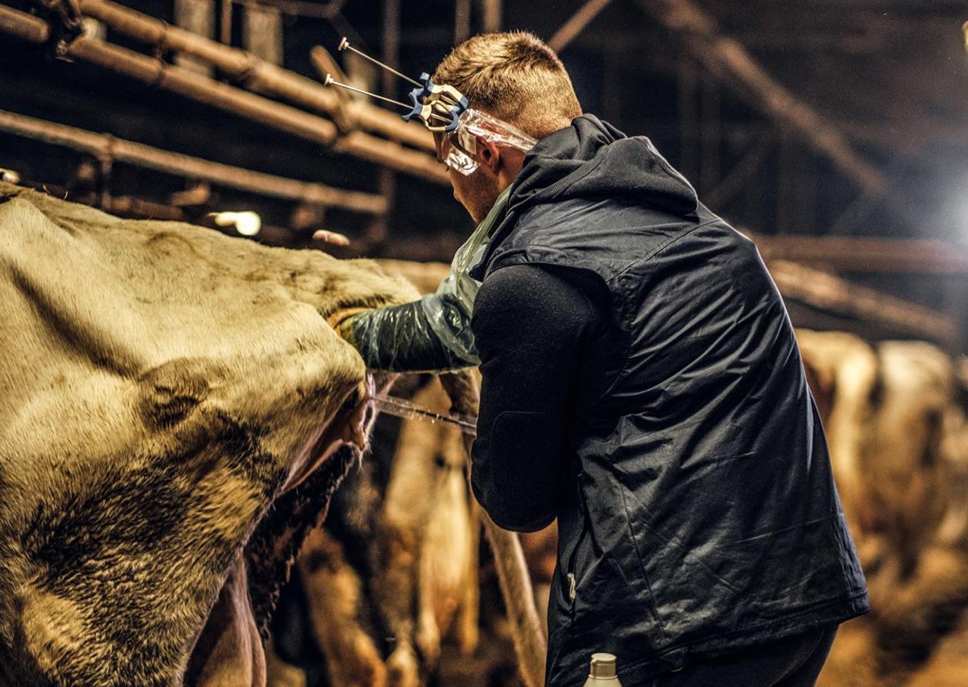Hipocalcemia sub clínica o fiebre de la leche en vacas lecheras