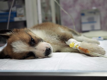 Parvovirus canino