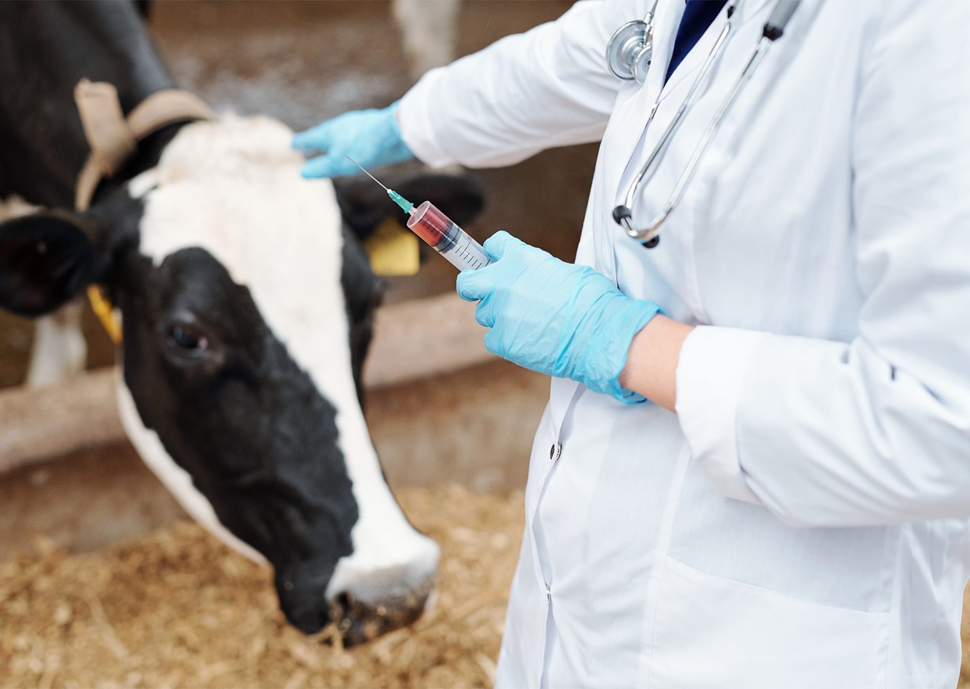  Intravenosa de calcio en vacas 